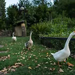 بيت ضيافة Pastorelli بيرغوسا